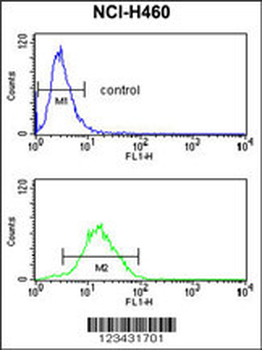 CCNB1IP1 Antibody (C-term)