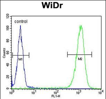 TSPAN33 Antibody (C-term)