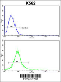 ND2 Antibody (N-term)