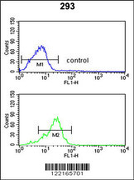 PPP3R2 Antibody (N-term)