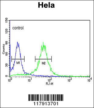 COG2 Antibody (N-term)