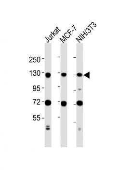 MCM2 Antibody (C-term)