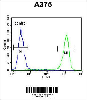 FA96B Antibody (N-term)