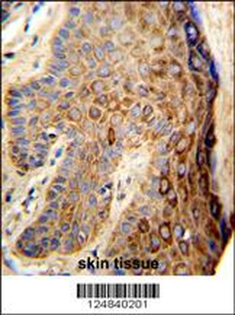 FA96B Antibody (N-term)