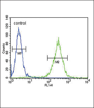 HSD17B12 Antibody (Center)