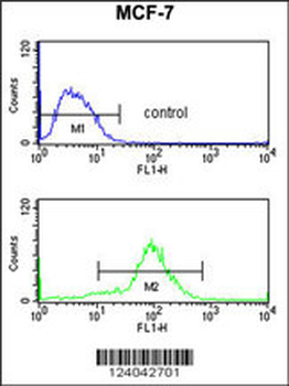 HCCA2 Antibody (N-term)
