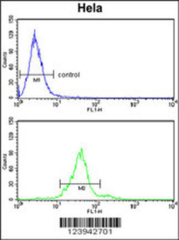GALNT2 Antibody (N-term)