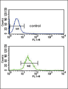 ITPKC Antibody (N-term)