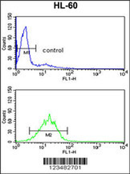 DDX17 Antibody (N-term)