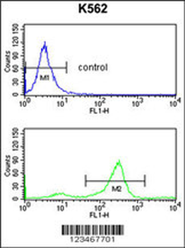 TSPAN2 Antibody (Center)