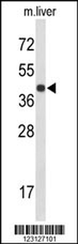 CENPK Antibody (C-term)