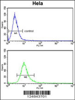 PCAT1 Antibody (C-term)