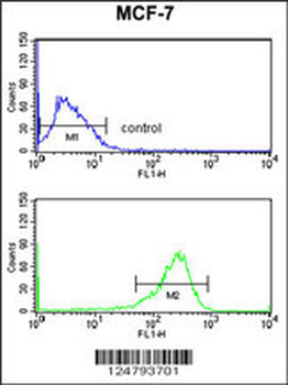 SELT Antibody (N-term)