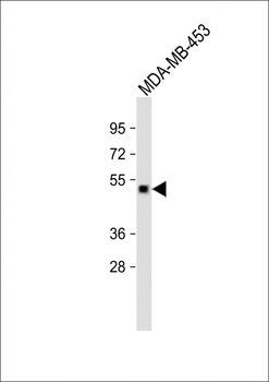 GABRD Antibody (Center)