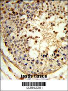 ARGLU1 Antibody (N-term)