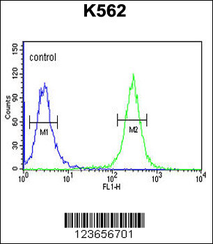 ACSM1 Antibody (N-term)