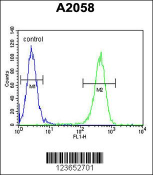 GFPT2 Antibody (Center)