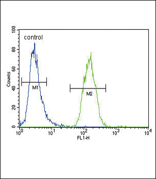 XDH Antibody (N-term)