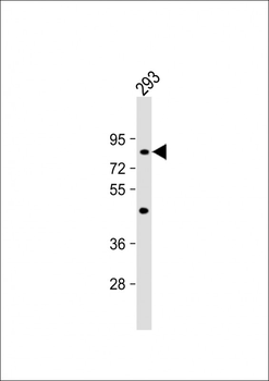 C21orf29 Antibody (Center)
