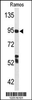 C7 Antibody (Center)