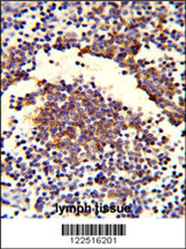 C7 Antibody (Center)