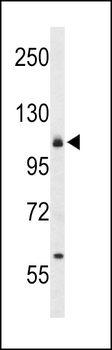 CD49f Antibody (C-term)