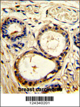 SRC8 Antibody (N-term)
