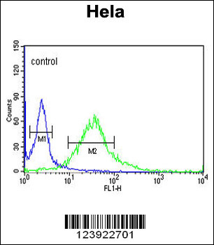 FMOD Antibody (C-term)