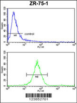 ATP5C1 Antibody (N-term)