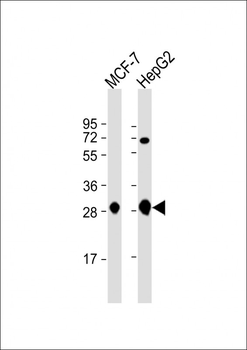 DCI Antibody (C-term)