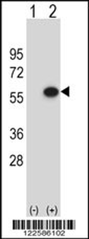 ERGIC3 Antibody (N-term)