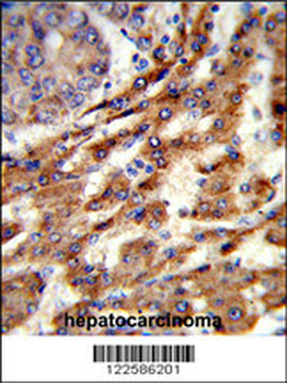 ERGIC3 Antibody (N-term)