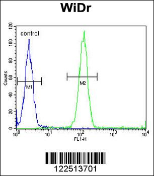 ACCN1 Antibody (Center)