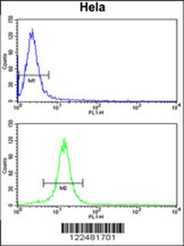 CENPH Antibody (Center)