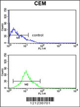 KCNJ11 Antibody (N-term)