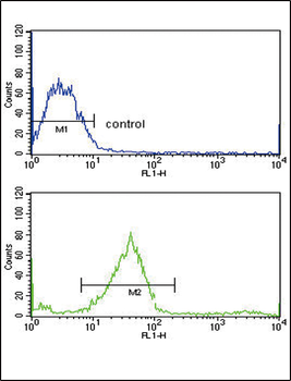 GALNT3 Antibody (Center)