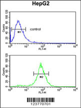 ELOVL2 Antibody (N-term)