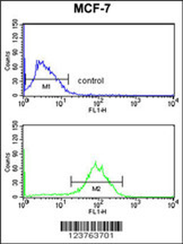 DSTN Antibody (Center)