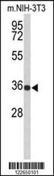 SLC25A17 Antibody (N-term)