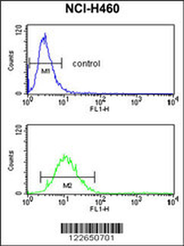 SLC25A17 Antibody (N-term)