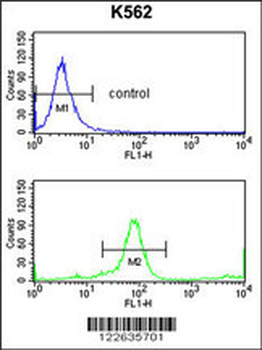 KIR3DL3 Antibody (Center)