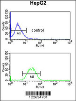 KCNH7 Antibody (N-term)