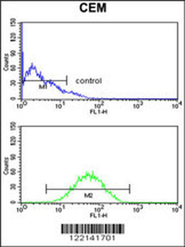 CNDP1 Antibody (C-term)