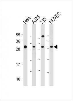 HIST1H1C Antibody (Center)