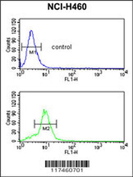 MUTYH Antibody (Center)