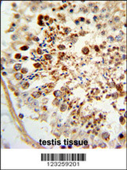 COX6A1 Antibody (Center)