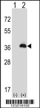 PEX16 Antibody (Center)