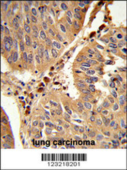 PEX16 Antibody (Center)