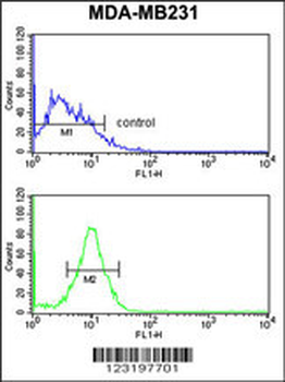 PEX14 Antibody (C-term)