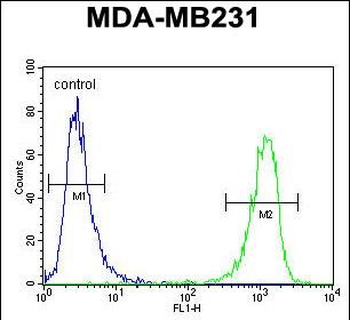 HRIHFB2025 Antibody (C-term)